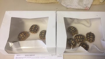 The Gopher Tortoise Fairy Strikes Again