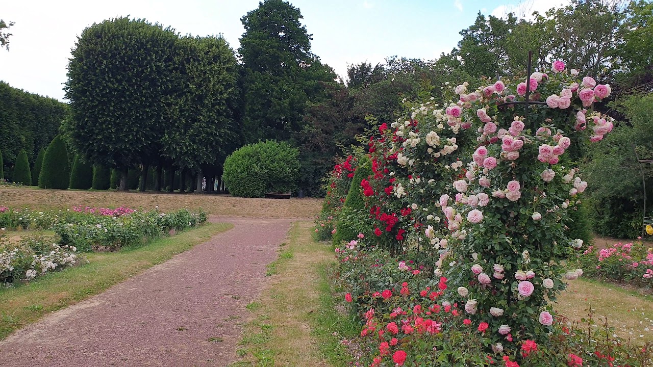 Roses in France 3 YouTube