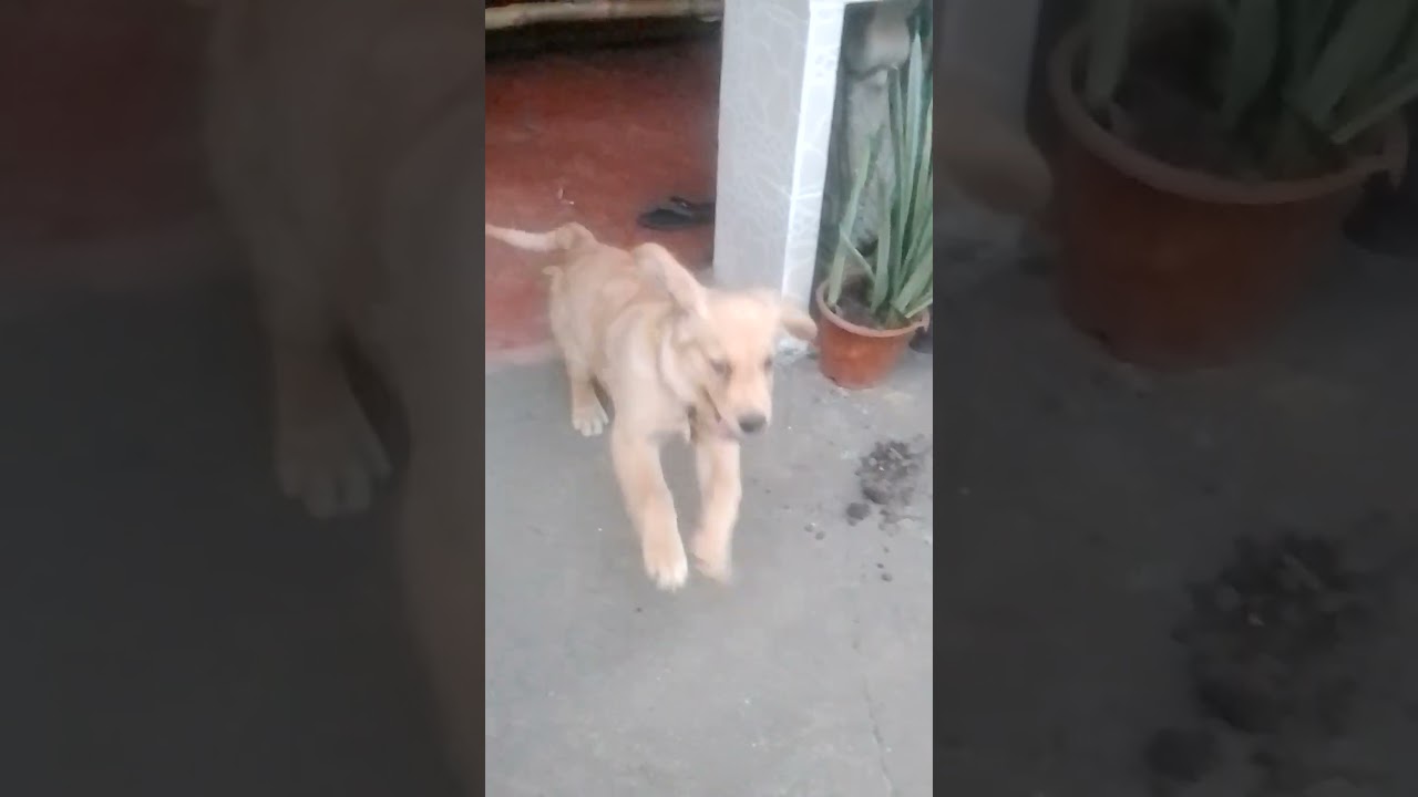 RUSIYA NA KAR Dj Remix Hard Bass Full Vibration Mix Dj Yogi Mahendergarh - YouTube Auto PHP Script