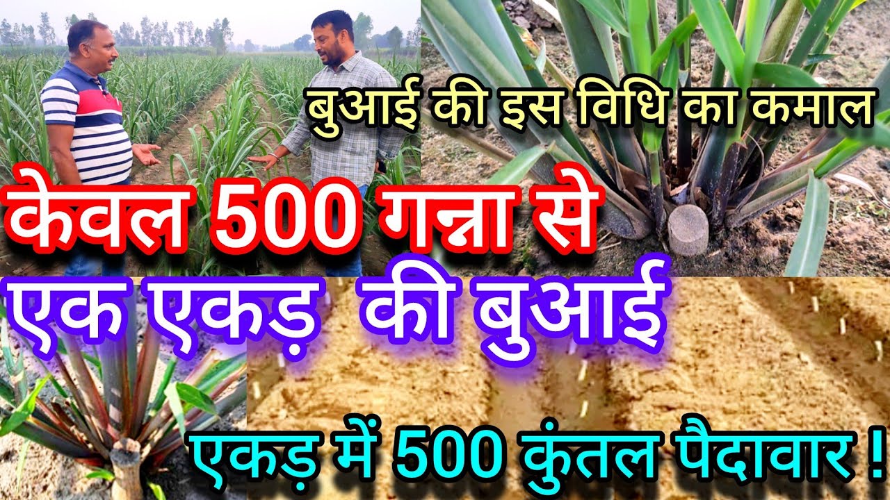  केवल 500 गन्ना से एक एकड़ खेत की बुआई,500 कुंतल पैदावार! सिंगल वर्टिकल विधि गन्ना बुआई का कमाल।