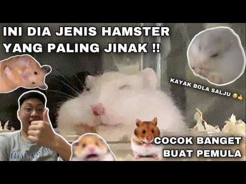 Video: Jenis Hamster Apa Yang Harus Anda Dapatkan?