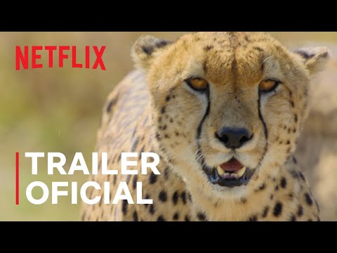 A Beleza Secreta dos Animais | Trailer oficial | Netflix