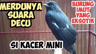 CARA MERAWAT BURUNG DECU AGAR GACOR