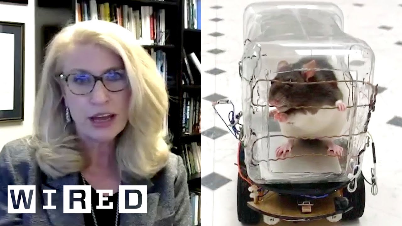 Neuroscientist Explains Why These Rats Drive Tiny Cars 