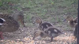 Lake Bellaire-Smaller group of mallard ducklings enjoying what’s available in front-6/25/23