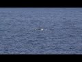 Delfine in der Adria vor der Insel Krk auf der Jagd