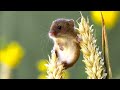 Harvest Mouse Grassland Gymnastics Mouse