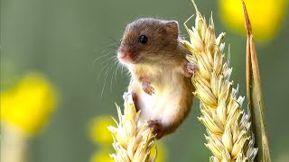 Harvest Mouse (Grassland Gymnastics Mouse) by 3 Minutes Nature 21,669 views 2 years ago 3 minutes