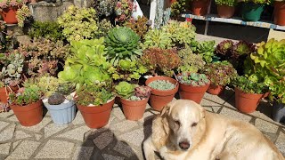 # Depois da tempestade...como correu por aqui .🇵🇹 Plantas novas...