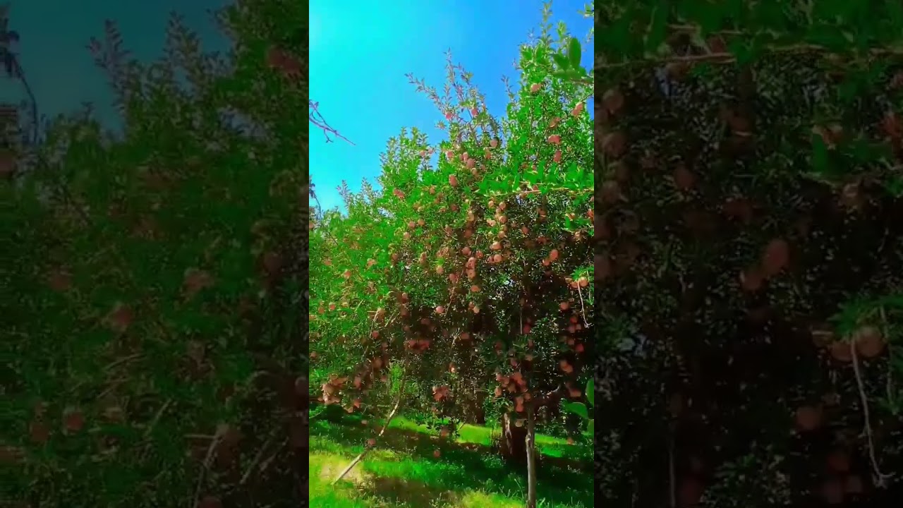 Pakistani Apples In Khanozai Balochistan | Beautiful Nature of Pakistan | Short Video