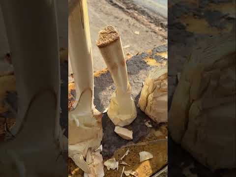 جمار النخيل الخميائي العراق