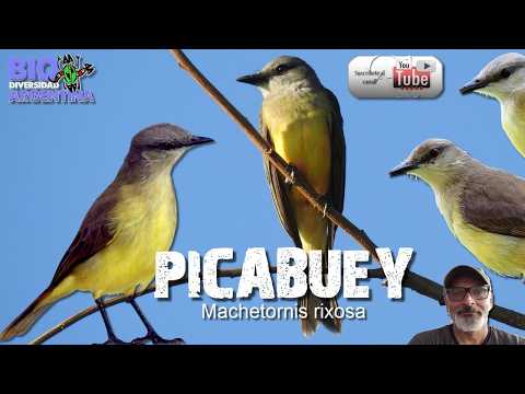 PICABUEY (Machetornis rixosa) INFORMACION BIOLÓGICA Y CANTO #nature #animals #wildlife #birds