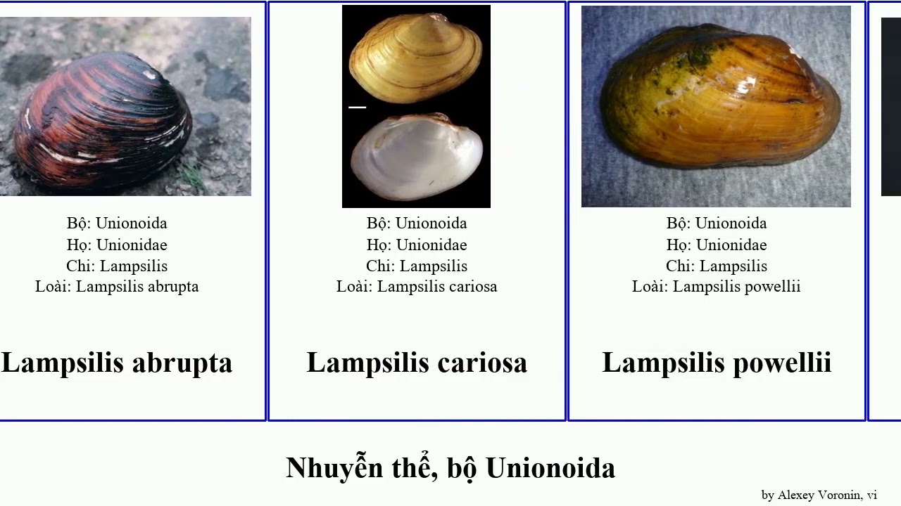 Nhuyễn thể, bộ Unionoida epioblasma pleurobema lampsilis elliptio cor plenum lata mollusca clava