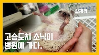 고슴도치 소닉이 병원에 가다.