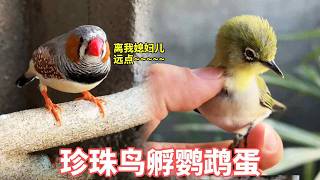 小伙悄悄把鹦鹉蛋放进珍珠鸟窝，鸟爸直叫让我离开！鸟妈却当成自己孩子孵化#动物世界 #动物搞笑视频 #神奇动物