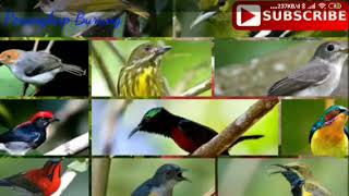 SUARA PIKAT SEMUA JENIS BURUNG | 2019 TERBARU