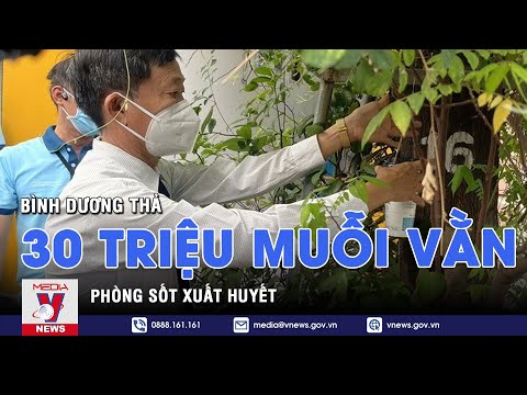 Video: Cách đuổi muỗi vằn trên đường phố