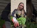 Granny girl summer #sustainableliving #hobbies #gardening #birds #homesteading #birdwatching