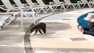 Big coati at pool