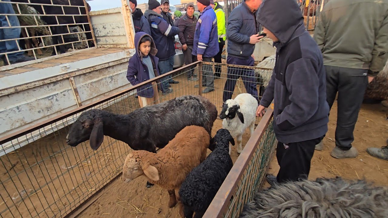 8 марта 2026 г. ТУРТКУЛЬ КУЙ БОЗОР НАРХЛАРИ 