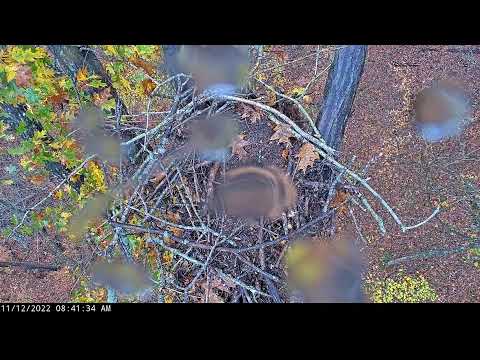 Dale Hollow Eagle Camera Live Stream