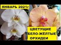 ОБЗОР ЦВЕТЕНИЯ БЕЛО-ЖЁЛТЫХ ОРХИДЕЙ в ЯНВАРЕ 2021