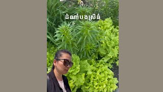 ដំណាំបងស្រីធំ || EARLY SUMMER, BIG SISTER GARDEN || Life With Ly