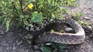 Big Snake Small Hole by Michael Delaney 21,467 views 4 years ago 43 seconds
