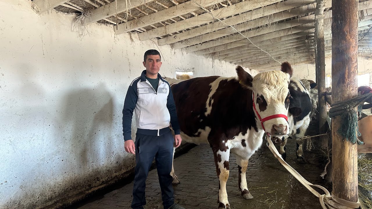 Фермахонадан арзон сифатли сигир бугоз гуножинлар сотилади28 февраля 2026 г.