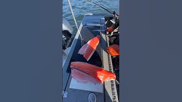 How to filet a steelhead