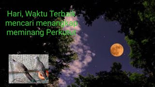 💥Hari Baik mencari, menangkap atau memahar Perkutut