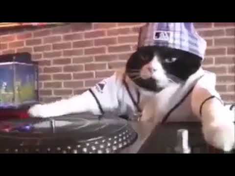 Dj istanbul kedi remix