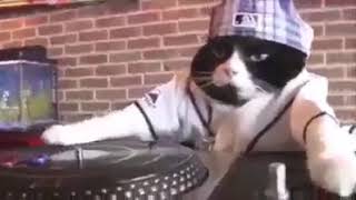 Dj istanbul kedi remix Resimi