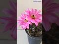 Bud To Bloom Cactus #shortsfeed #flowers #shorts #satisfying #cactus #echinocereus #desertplants