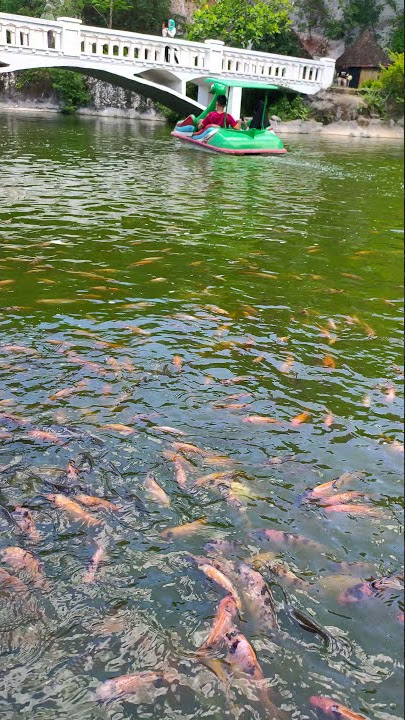 STORY WA NGASIH MAKAN IKAN MUJAER GURAMI NILA