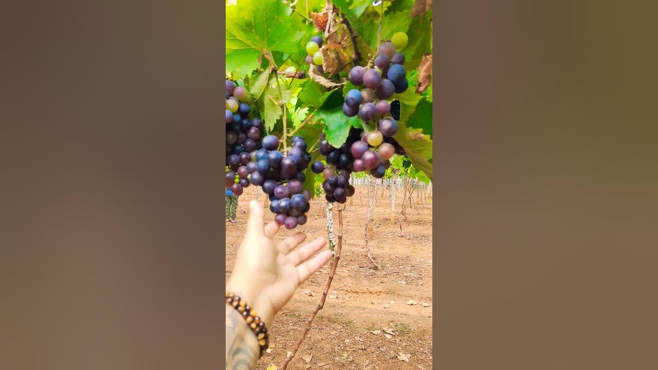 Sri Lankan Grapes (sri lanka) shorts YouTube