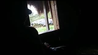 #wamenapapua Lagu Wamena bahasa Balim (Ewe etai) #papuaindonesia