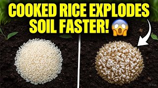 Cooked vs Raw Rice in Soil – See Which Wakes Up Microbes in JUST 48 Hours!