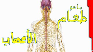 مقوي الأعصاب الطبيعي || الكركمين والفيتامينات والاحماض الأمينيه علاج ضعف الأعصاب