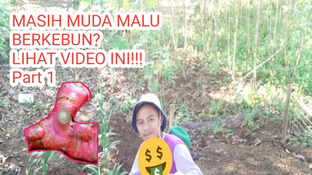 CARA MENANAM JAHE MERAH AGAR CEPAT TUMBUH 