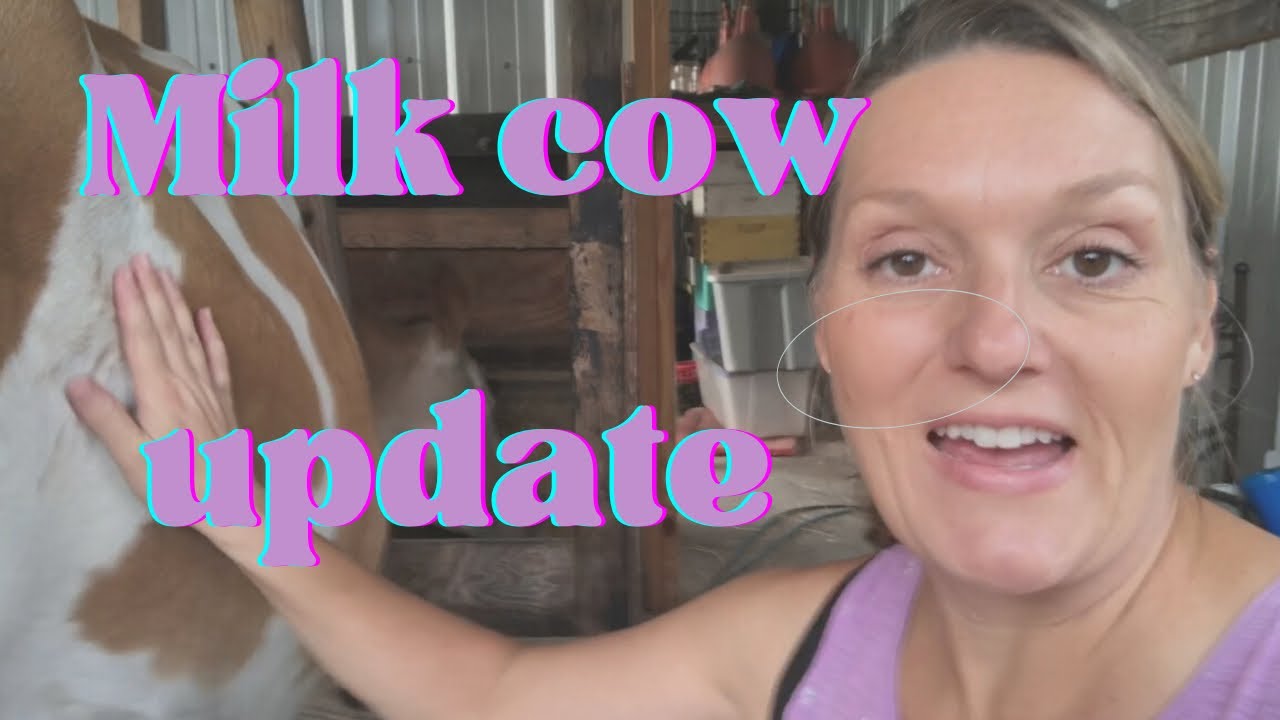 Cow Update Milk cow update: production, AI, and general milking procedure | farm ...