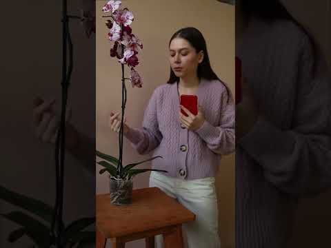 Video: Cymbidium орхидеялары кантип көбөйөт?
