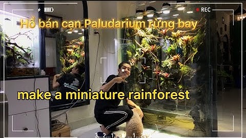 make a miniature rainforest - Làm hồ bán cạn rừng nhiệt đới