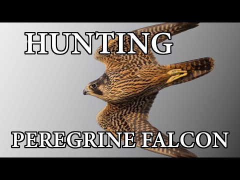 Video: Peregrine bird: description and photo