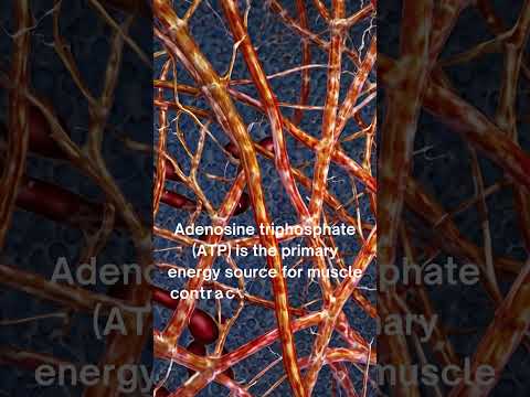 ATP The Essential Energy Source For Muscle Contraction