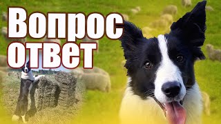 Бордер колли пасет машины | Ошибки владельцев собак | Почему не стоит заводить бордера?