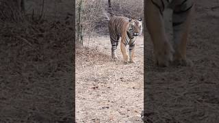 Tiger of Bandhavgarh tiger reserve 🐯 #bandhavgarh #tiger #shorts #short