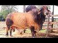 Huge Red Brahman bulls from Thailand