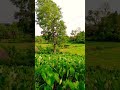 kochu farming  in my village   a new kochu farming season #nature