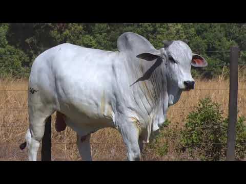 LOTE 111 - 7717 | 42º MEGA LEILÃO ANUAL CARPA TOUROS